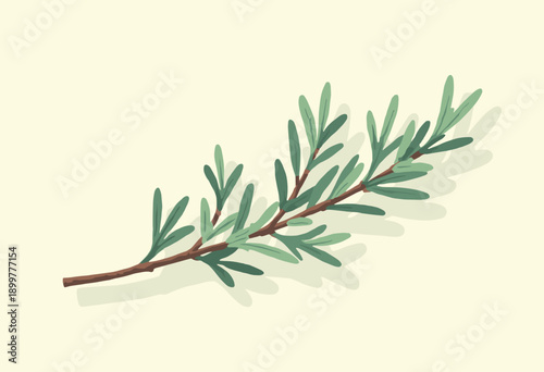 branch fresh Rosemary needle leaves Herb