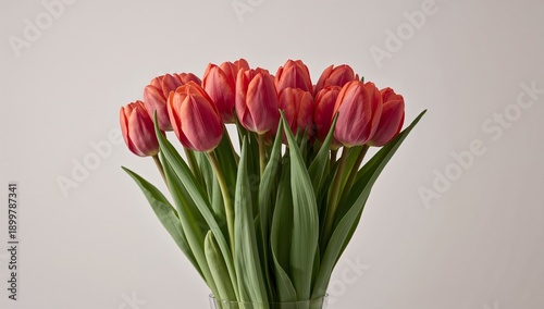 Bright Red Tulips Arranged in a Bunch Sit on a Plain Background Indoors