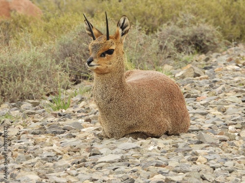 antelope in the wild