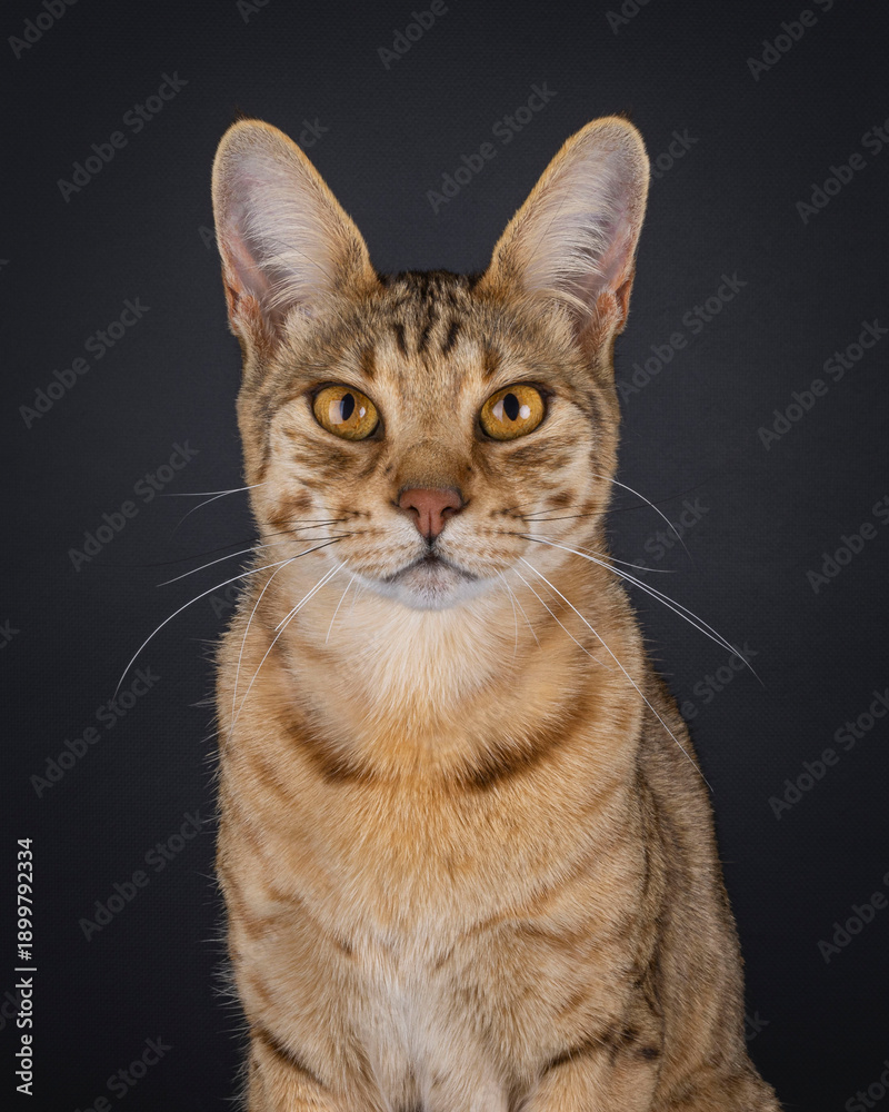 Obraz premium Head shot of well typed elegant golden brown Savannah cat, sitting up facing front. Looking attentive towards camera. Isolated on white background.