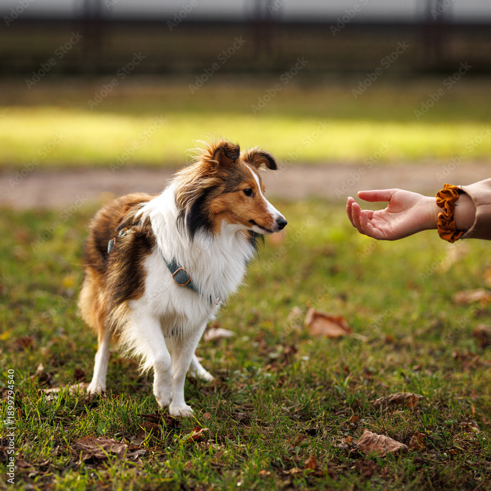 Fototapeta premium Sheltie dog interacting with human hand on grassy field