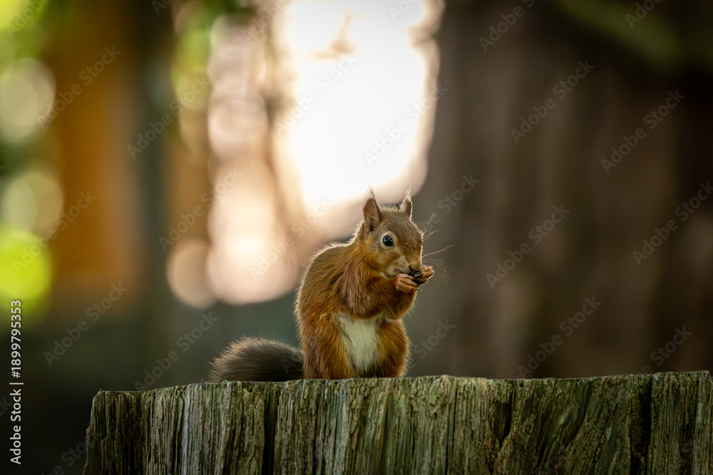 Fototapeta premium A close up of a red squirrel holding and eating food whilst sitting on a tree trunk