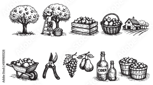 Black and white vector illustration showing orchard elements like apple trees, harvest, cider, barn. Use for illustrating agriculture, farming, food, drinks, organic products and countryside themes.