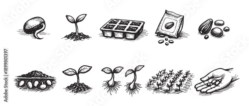 Black and white sketches depict the stages of plant development from seed to seedlings and field. Ideal for agriculture, gardening, education, and botanical projects.
