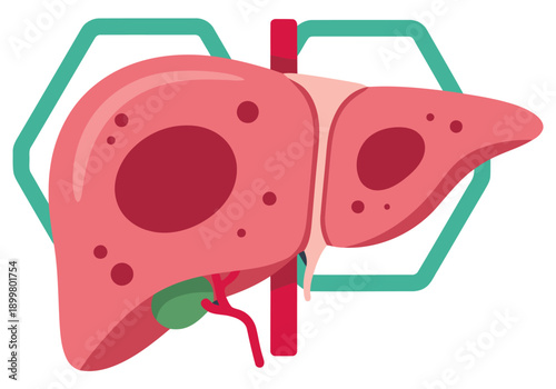 Detailed illustration showcases a biofabricated liver organ, highlighting tissue regeneration. Vibrant colors and a clean, modern style make this ideal for medical or science visuals.