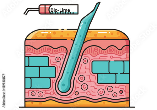Illustration depicting skin regeneration layers with Bio-Lime application. Clean, modern design showcasing a detailed skin cross-section. Ideal for health, skincare, and biotechnology visuals.