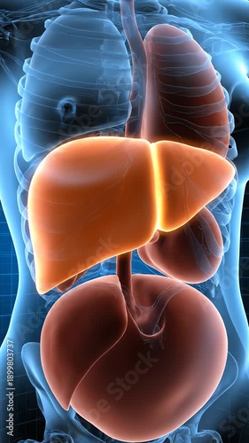 3D medical animation of glowing human liver inside torso x-ray body on blue digital grid background