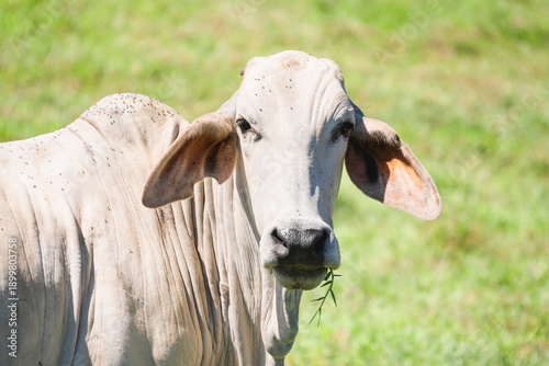 Photos Brahman cow eating, Daintree village, Queensland, Australia