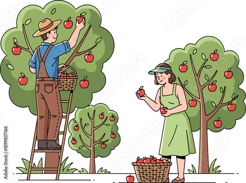 Farmers harvesting apples in orchard, man on ladder picking fruit, woman collecting apples in basket, agriculture, countryside, organic farming, harvest season