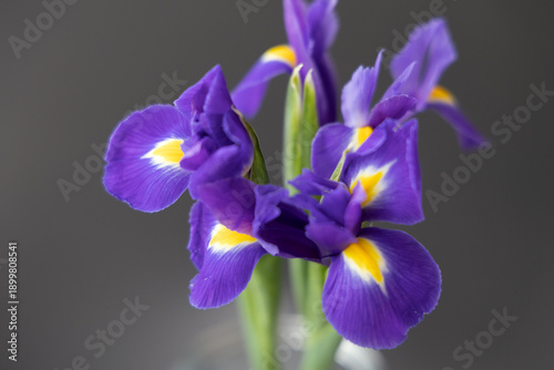 Tableau sur toile A close-up of a purple iris, with purple petals and yellow stamens