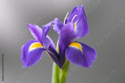 Obraz na płótnie A close-up of a purple iris, with purple petals and yellow stamens