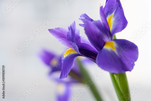 Photos A close-up of a purple iris, with purple petals and yellow stamens