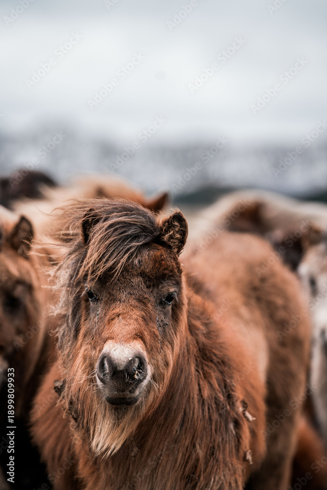 Fototapeta premium A close-up portrait of a miniature pony with a messy mane on a cold, overcast winter day. The pale snowy background highlights the softness and peaceful presence of the animal.