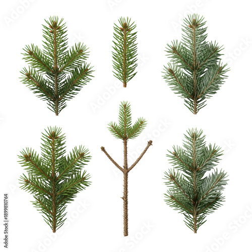 A photorealistic flat lay of vibrant green fir and spruce branches with frost and pinecones, isolated on a transparent background with soft shadows, concept for winter holiday decoration