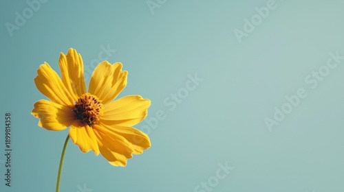 Golden Coreopsis Bloom
