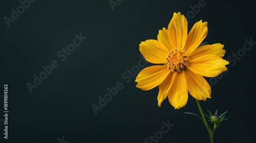 Golden Coreopsis Bloom