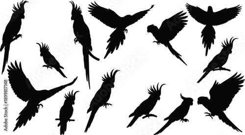 Set of parrot and cockatoo silhouettes in flying and perched poses, black isolated vector birds for wildlife, tropical, and design use