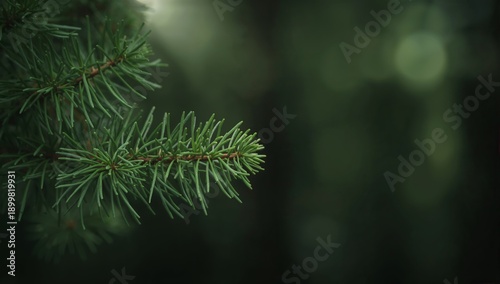 Close up View of Green Plant With Round Tips in Natural Light During Daytime