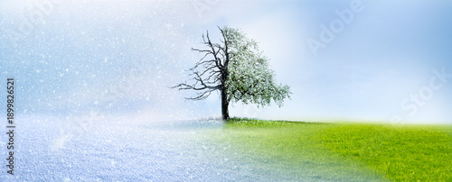 Jahreszeitenwechsel  von Winter zu Sommer an einem Baum