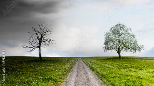 Weg durch eine Landschaft mit kahlem Baum und blühendem Baum