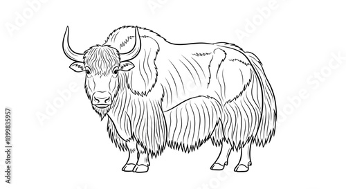 Line art illustration of a woolly yak animal standing on a white background.