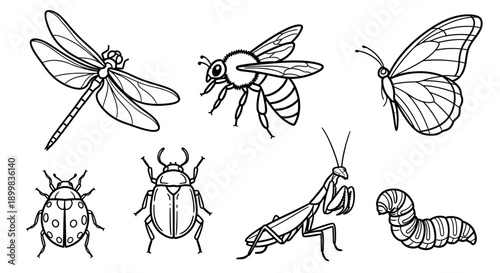 Line drawing of various insects on a white background