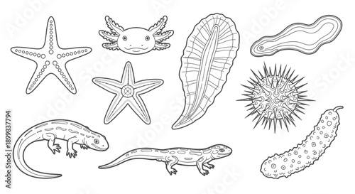 Collection of sea creatures and amphibians in outline