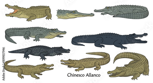 Collection of alligators and crocodiles in various poses