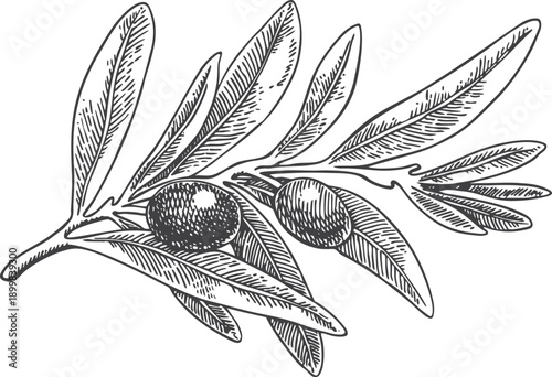 Graphic drawing olive branch. Hand painted floral illustration element olives fruit tree branches leaves isolated background vector. Drawings food Edible foliage. Fabric wrapping paper decor gift card