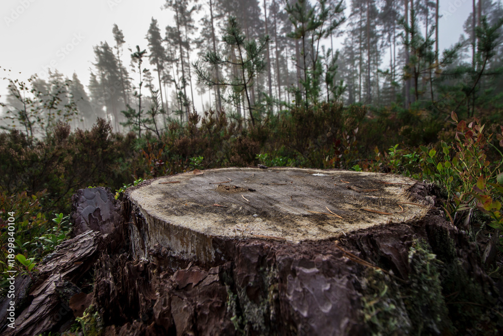 Obraz premium empty background for inserting an object. natural background. empty table for an object.