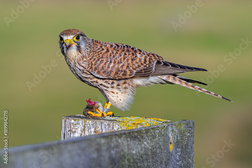 Common kestrel / European kestrel (Falco tinnunculus) female perched on wooden fence post eating caught vole prey 