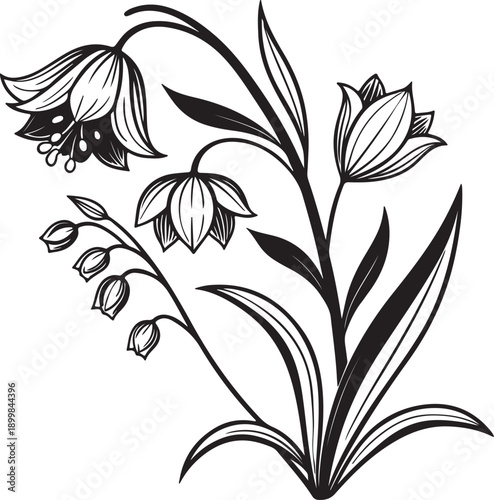 Elegant bellflower silhouette vector illustration on white background isolate white background