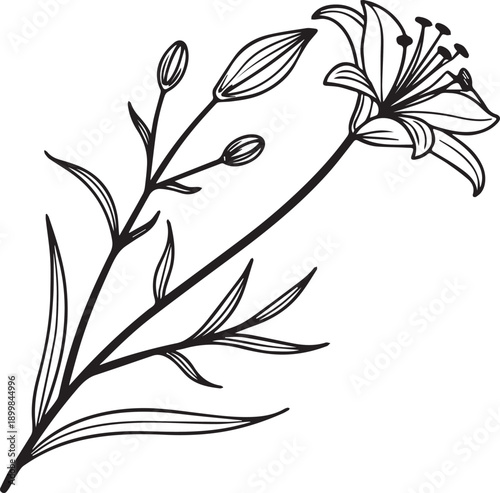 Ornate lily flower silhouette vector design on white background isolate white background