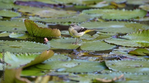 Gebirgsstelze hüpft über Seerosenblätter auf der Suche nach Futter