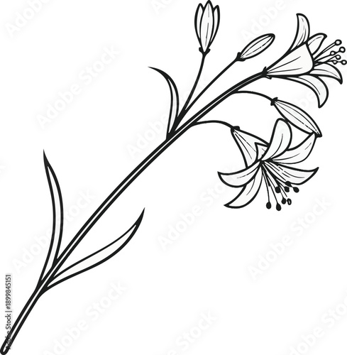 Simple lily flower silhouette vector drawing on white background isolate white background