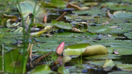 Gebirgsstelze hüpft über Seerosenblätter auf der Suche nach Futter