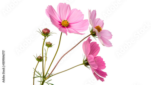 Fotografi Three cosmos flowers are seen blooming on a green stem with small buds isolated