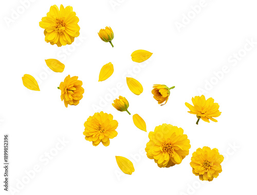 Yellow daisy flowers PNG. Garden blooms falling down isolated. Organic floral nature top view flat lay PNG. Fresh summer meadow levitation concept isolated. Flying yellow petals PNG