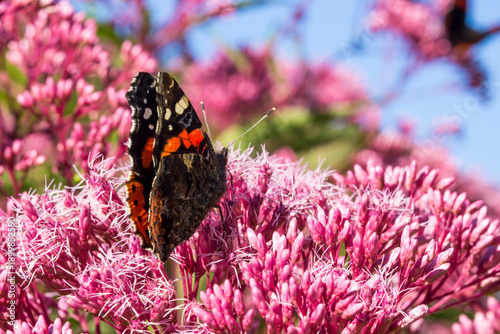 Foto Admiral butterfly on a pink Eutrochium flower