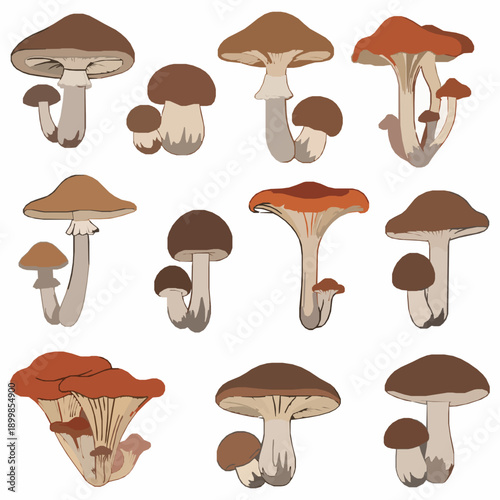 Botanical Autumn Mushrooms Collection Edible and Poisonous Vector