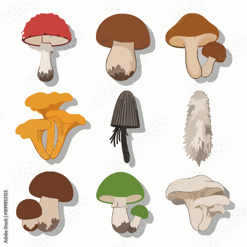 Colorful Autumn Forest Mushrooms Vector Set Isolated on White