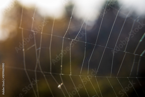 Close-up view of a spider web illuminated by warm backlight, revealing delicate silk threads. Shallow depth of field and soft bokeh create an abstract, calm natural scene.