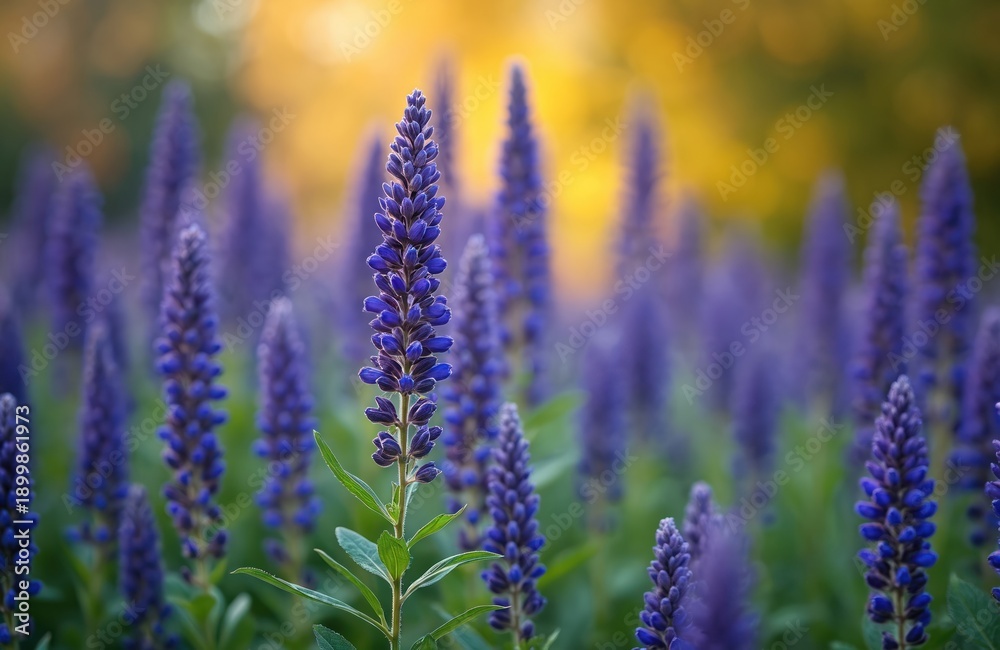Fototapeta premium Close up view of Korean mint flower spikes in a sunlit garden. Delicate purple blue blooms and green leaves create natural texture and garden beauty. Floral background.