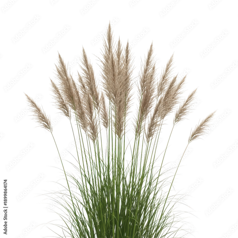 Fototapeta premium A cluster of dried wheat or pampas grass stalks isolated on transparent background