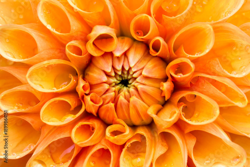 orange dahlia on a blurred background with a bokeh effect. macro photography of a plant. screensaver. free space. close-up. image for creativity.