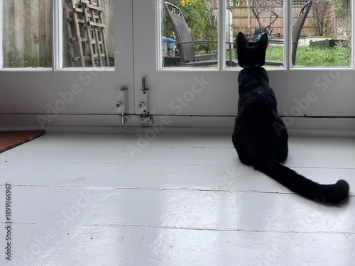 Black cat sitting on white painted wooden floor looking out glass door to garden backyard, rear view silhouette, tail extended, indoor pet scene