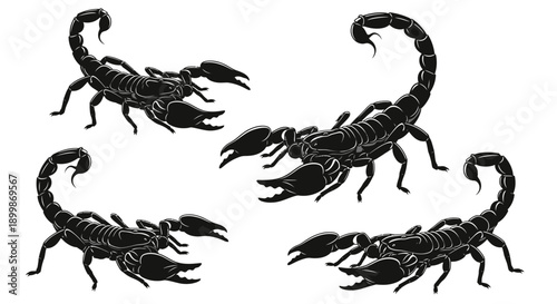 Vector silhouette illustrations of scorpions in various poses, including slithering, tail raised, defensive position, and resting.