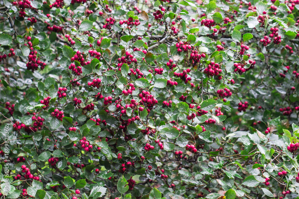 Obraz premium hawthorn. a plant with ripe berries. a solid background for creativity. a screensaver
