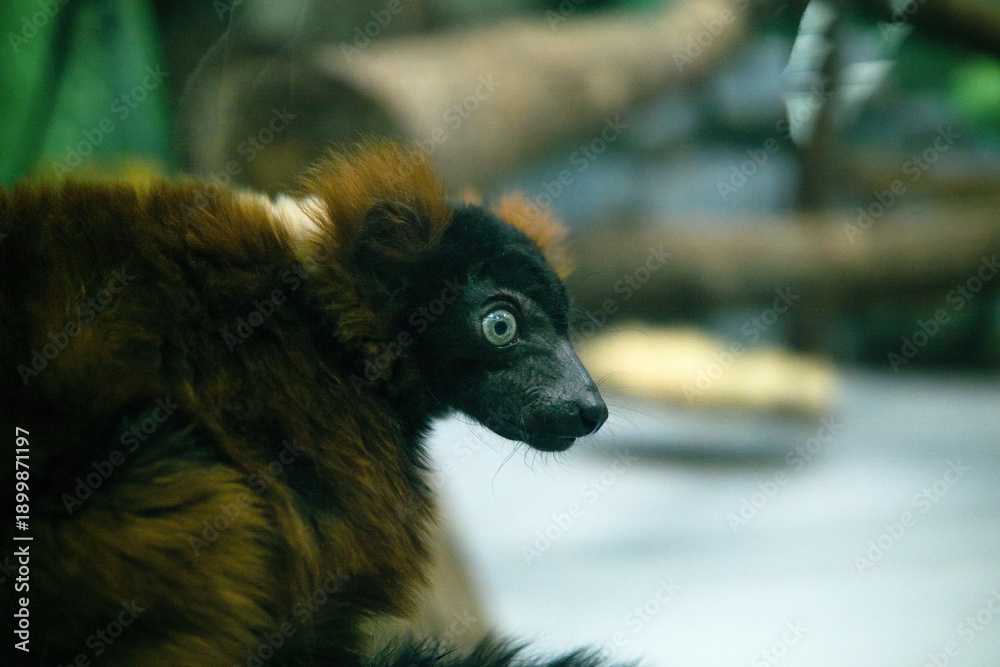 Fototapeta premium red ruffed lemur (Varecia rubra) in zoo, close up