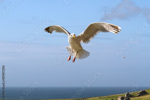 Seagull flying over the Irish coast 3